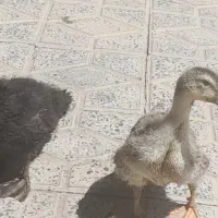 اردک