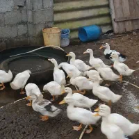 نیمچه اردک دو ماهه سنگین وزن