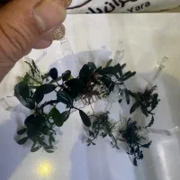 گیاه اکواریوم باسفلاندرا بوسفلاندرا انابیاس|ماهی|تهران, بریانک|دیوار