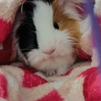 واگذاری خوکچه هندی