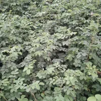 گلدان گل محمدی|گل و گیاه طبیعی|کاشان, استرک|دیوار