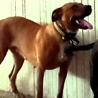 پیت بول|سگ|نیشابور, شهرک فیروزه|دیوار