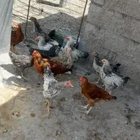 جوجه خروس|حیوانات مزرعه|شیراز, شریف‌آباد|دیوار