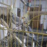 عروس هلندی مولد|پرنده|گرگان, |دیوار