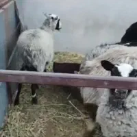 فروش بز سانن و میش دورگ رومانف همه 2و3 قلو