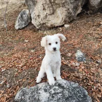 سگ شیتزو تریر پنج ماهه