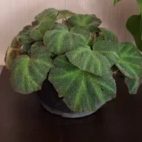 گل طبیعی بگونیای موکتی|گل و گیاه طبیعی|قدس, شهرقدس|دیوار