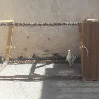 قفس چوبی