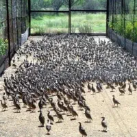 پرنده برای باغ و حیاط بومی خاکی