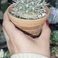 pyrhocactus bulbocalyx vs61