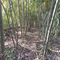 نهالستان صداقت بدون واسطه خرید کنید|عمدهفروشی|خان ببین, |دیوار