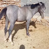 اسب دوساله دست کش یورغه نیست سواری دو کاروان داره|اسب و تجهیزات اسبسواری|سنندج, |دیوار