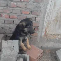 توله ژرمن|سگ|کرمان, |دیوار