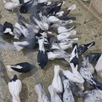 کبوتر رنگی وهفت رنگ