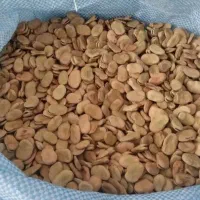باقله  محلی مازندران