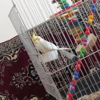 عروس هلندی مولد با سه عدد تخم|پرنده|سنندج, |دیوار