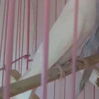 مرغ ماده فروشی آماده قبلن ۱۰ تا جوجه داده