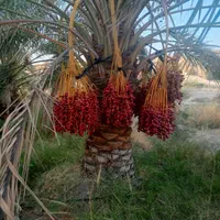 فروش انواع نخل از یک متر تا پنج متر..
