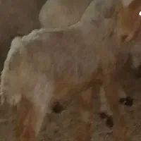 یه پونگچ یک سال با یه میش زاییده با بره ماده|حیوانات مزرعه|کلاتان, |دیوار