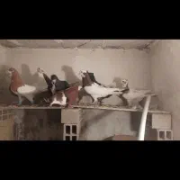 کفتر|پرنده|اسفرورین, |دیوار