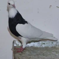 طوق سیاه ماده|پرنده|اهواز, شهرک نفت|دیوار