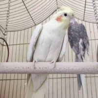 عروس هلندی