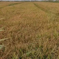 فروش شلتوک به قیمت ۱۵۰تومن،تقریبا ۴۰ تن .