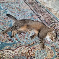 گربه نر اسکادیش چین چیلا