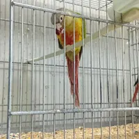 گیرنجیک