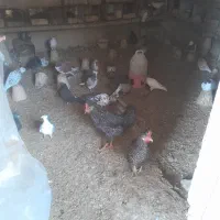 کفتر|حیوانات مزرعه|اصفهان, محمودآباد|دیوار
