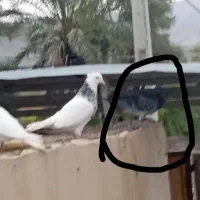 کبوتر پلاکی طوقی یال