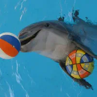 تور کیش (اقساطی) 4 روزه * آفر ویژه *