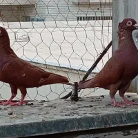 دوجفت نروماده سرخ