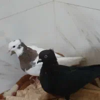 طوقی ماده سبزدم سفید|پرنده|بروجن, |دیوار