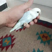 طوطی اکواریم
