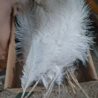 پرشترمرغ|حیوانات مزرعه|اصفهان, گلزار|دیوار