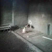 مرغ و خروس  و جوجه مرغ و جوجه خروس|حیوانات مزرعه|سرایان, |دیوار