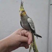 دو عدد عروس هلندی دستی و سالم جوجه دونه خور|پرنده|تهران, شهرک زینبیه|دیوار