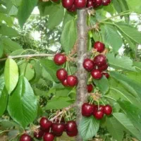 نهالستان گیلاس