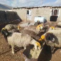 میش|حیوانات مزرعه|شیراز, زرهی|دیوار