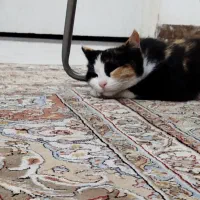 واگذاری گربه|گربه|آستانه اشرفیه, |دیوار