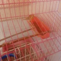 قناری|پرنده|سیرجان, |دیوار