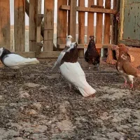 رنگی و شهری زرنگ|پرنده|اهرم, |دیوار