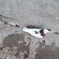 پرنده