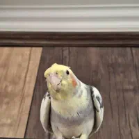 عروس هلندی|پرنده|شیراز, غدیر شمالی|دیوار