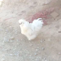 خروس (مخملی)ویک جفت اردک کاکلی