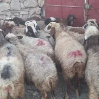 میش