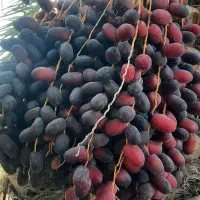 اجاره ۶هکتار|اجارهٔ دفتر صنعتی، کشاورزی، تجاری|منوجان, |دیوار