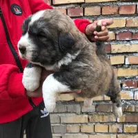 توله های آلابای روسی سنگین وزن