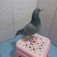 موشی دوکاکله|پرنده|شیراز, دشت چنار|دیوار